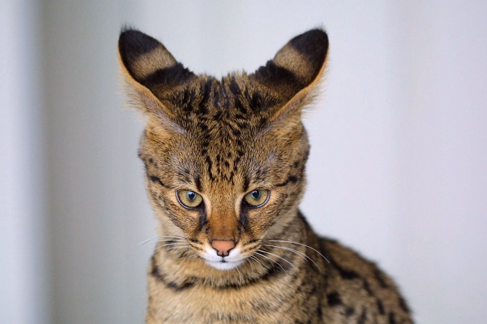 Why Do Some Cats Have Big Ears 2