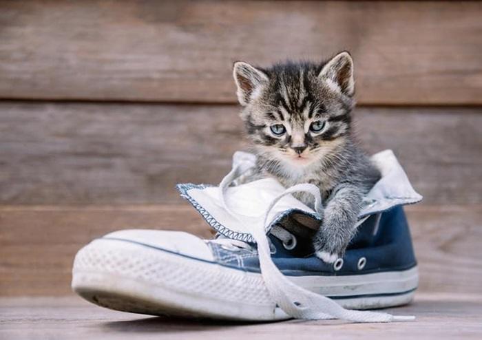 Why People Love Boots and Cats Together