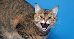Read more about the article Angry Cats: Understanding Feline Fury and How to Handle It
