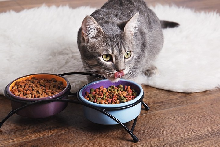 You are currently viewing Best Cat Food for Sensitive Stomach: Soothe, Nourish and Support