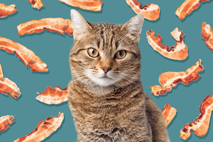 You are currently viewing Can Cats Eat Bacon? What You Need to Know
