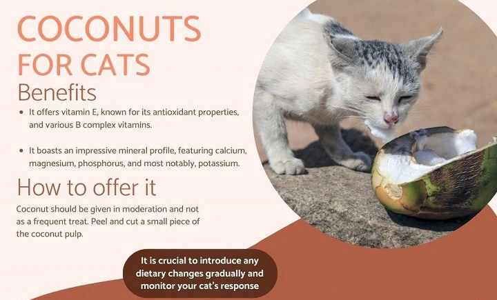 You are currently viewing Can Cats Eat Coconut? Is It Safe for Your Feline Friend?