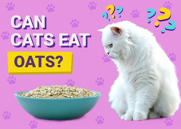 Read more about the article Can Cats Eat Oatmeal? Everything You Need to Know About Feeding Oatmeal to Your Feline