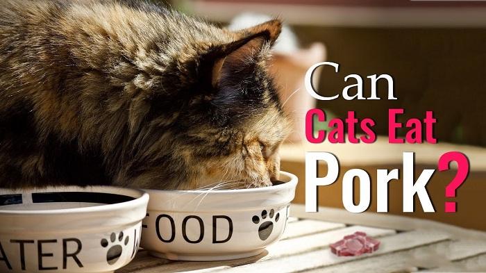 can cats eat pork