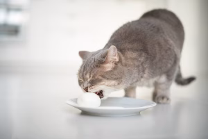 Read more about the article Is Pork Something Cats Might Eat? Recognizing the Benefits and Risks