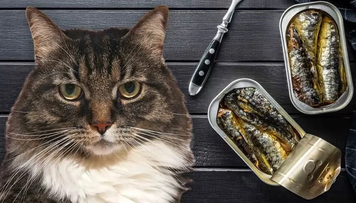 You are currently viewing Can Sardines Be a Healthy Snack for Your Cat? Understanding the Benefits and Risks