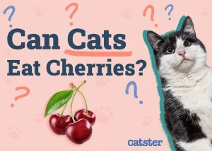Read more about the article Can Cats Have Cherries? A Comprehensive Guide to Feline Safety
