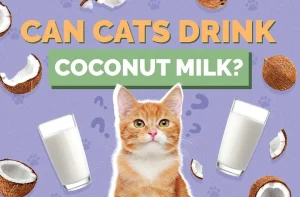 Read more about the article Can Cats Have Coconut? Understanding the Risks and Benefits