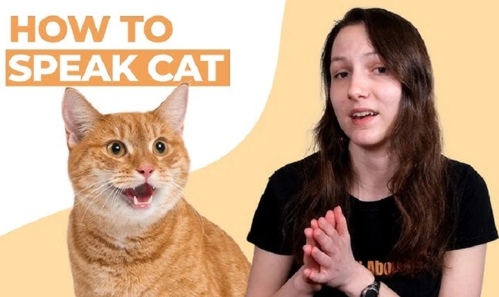You are currently viewing Can Cats Talk? Exploring How Cats Communicate With Us
