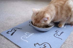 Read more about the article Cat Food Mats: A Must-Have for Mess-Free Mealtimes