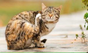 Read more about the article The Best Flea Shampoo for Cats: A Complete Guide to Keeping Your Feline Friend Flea-Free