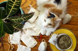 Read more about the article Understanding Catnip Tea for Cats: Benefits and Safe Consumption