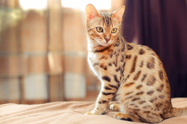 You are currently viewing Cats That Look Like Leopards: The Wild Beauty in Your Home