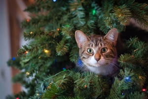 Read more about the article The Joy of Christmas Cats: Spreading Festive Cheer with Feline Friends