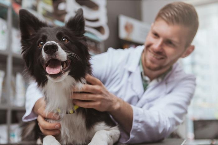 comprehensive pet care services with vet your pets health is our priority1686975852