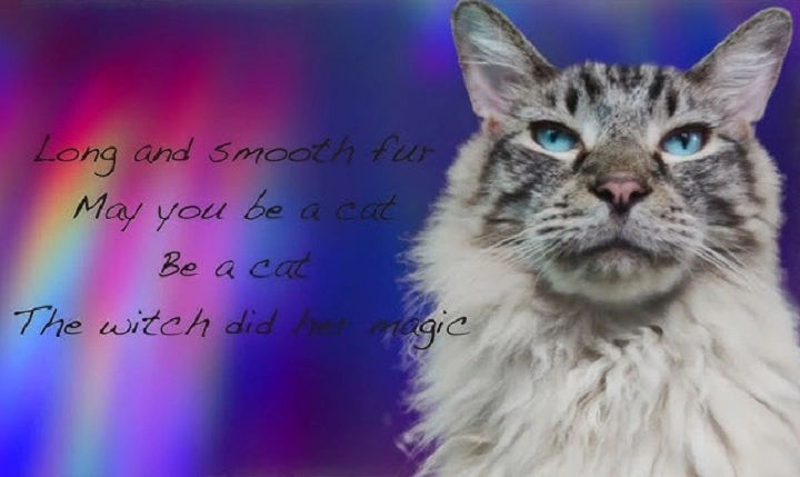 Read more about the article The Dark Legend of Cursed Cats: Unraveling Superstitions and Myths