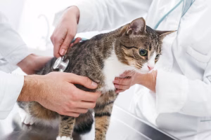 Read more about the article Recognizing Distemper in Cats: Symptoms, Causes, and Treatment Approaches
