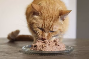 Read more about the article Farmina Cat Food: Premium Nutrition Backed by Science and Nature