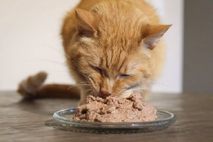 Read more about the article Farmina Cat Food: Premium Nutrition Backed by Science and Nature
