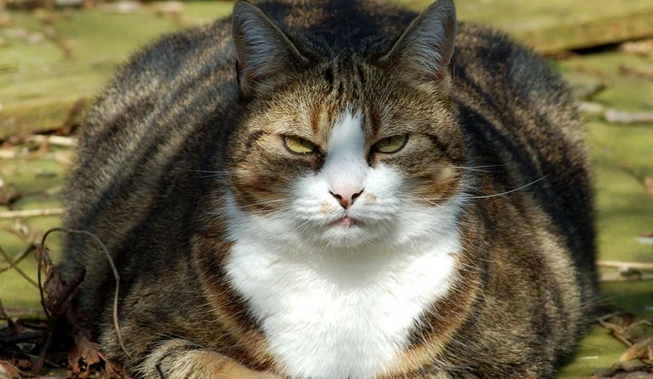 You are currently viewing The Truth Behind Fat Cats Clinton: Uncovering Their Rise to Prominence