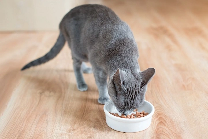 Read more about the article Glandex for Cats: Everything You Need to Know About Anal Gland Health