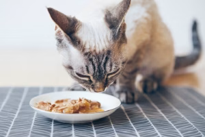 Read more about the article Grain-Free Cat Food: Is It the Right Choice for Your Feline?