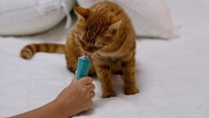 Read more about the article Laxatone for Cats: A Complete Guide to Its Benefits and Usage