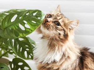 Read more about the article Is Monstera Toxic to Cats? Everything You Need to Know About Plant Safety