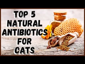 Read more about the article Natural Antibiotics for Cats: Effective Remedies for Your Feline Friend