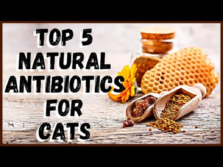 You are currently viewing Natural Antibiotics for Cats: Effective Remedies for Your Feline Friend
