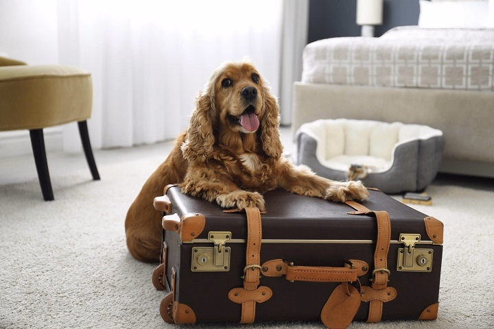 Read more about the article San Francisco’s Best Pet-Friendly Hotels: Your Complete Guide for Traveling With Animals