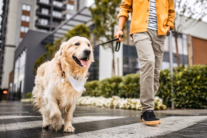 You are currently viewing All-Inclusive Washington State Pet Insurance Guide