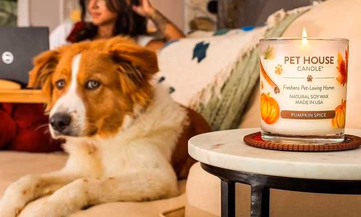 You are currently viewing Selecting Ideal Pet Safe Candles for Your House