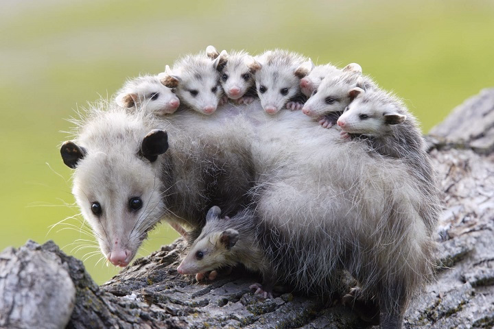 Read more about the article Everything You Need to Know About Owning a Possum