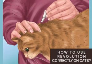 Read more about the article Revolution Cats: The Rise of Feline Activism in a Changing World