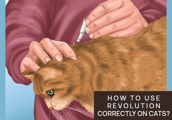 Read more about the article Revolution Cats: The Rise of Feline Activism in a Changing World