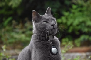 Read more about the article Is a Shock Collar for Cats a Safe and Effective Training Tool?