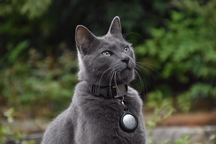 Read more about the article Is a Shock Collar for Cats a Safe and Effective Training Tool?