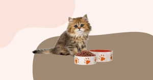 Read more about the article Soft Dry Cat Food: The Perfect Blend of Crunch and Tenderness