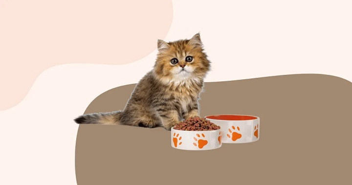 You are currently viewing Soft Dry Cat Food: The Perfect Blend of Crunch and Tenderness