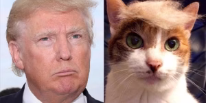 Read more about the article Trump Cats: A Closer Look at the Fascinating Feline Phenomenon