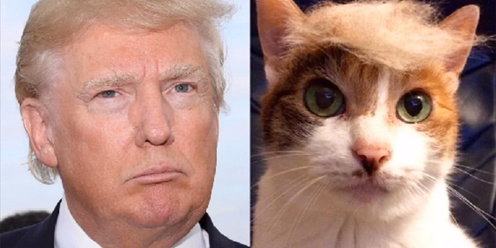 Read more about the article Trump Cats: A Closer Look at the Fascinating Feline Phenomenon