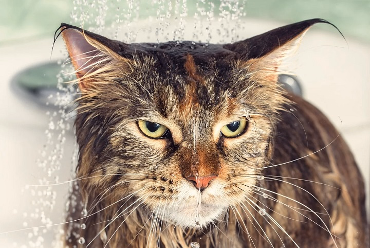 You are currently viewing Can Cats Eat Pepperoni? The Risks and Safety Considerations