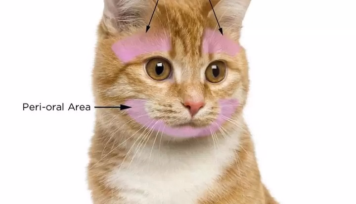 Read more about the article Knowing Why Cats Want to Be Pet: The Science Supporting Their Affection