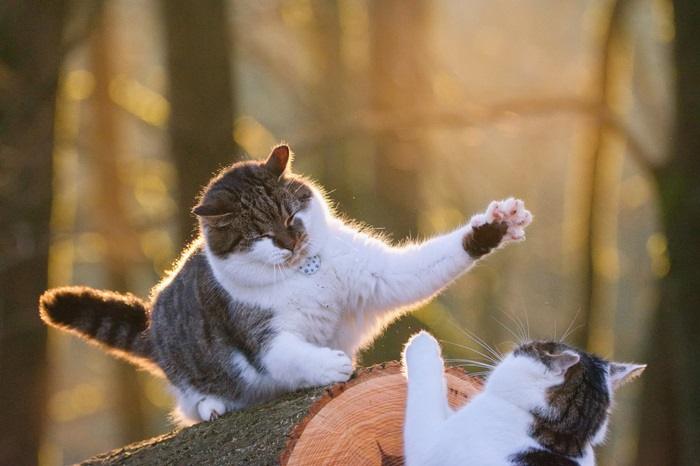 341117 2121x1414 cat fight opener 1454974507