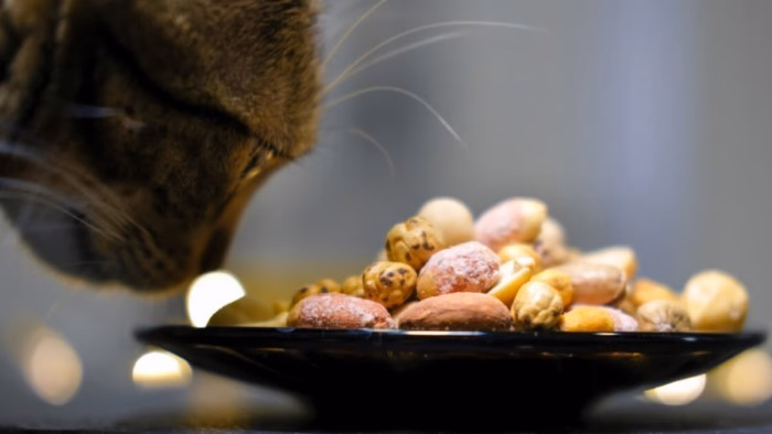 Are Cashews Safe for Cats to Eat