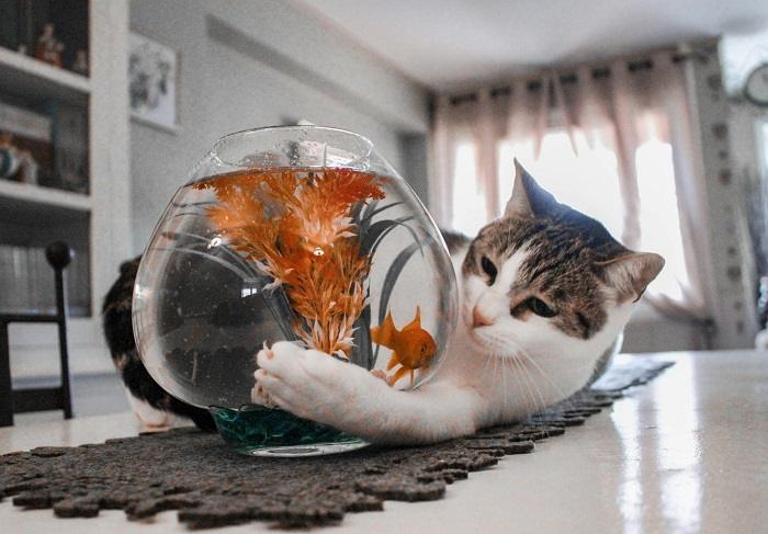 Are Goldfish Crackers Safe for Cats