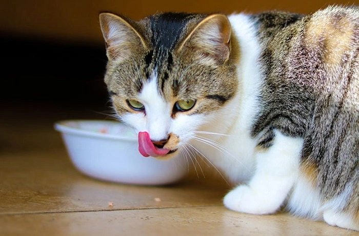 Are Pickles Ever Safe for Cats in Small Amounts 1