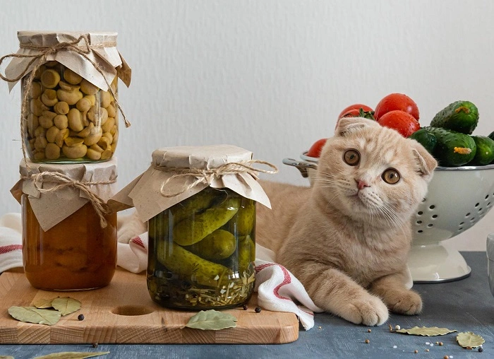 Are Pickles Safe for Cats to Eat 1