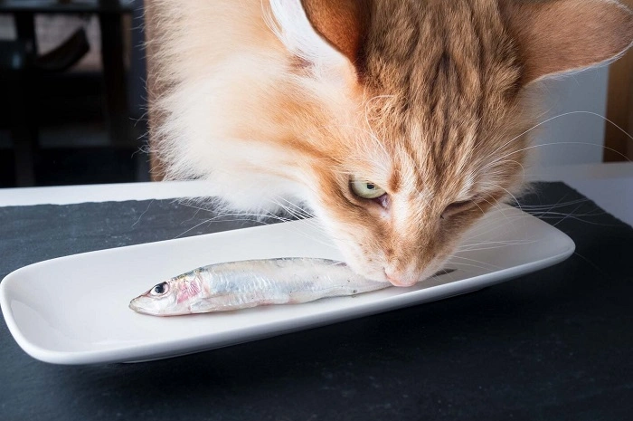 Are Sardines Safe for Cats